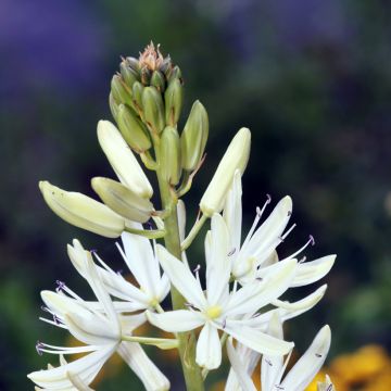 Camassia leichtlinii Blanc