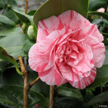 Camélia Comte de Gomer - Camellia japonica