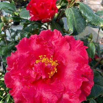 Camelia Holly Bright - Camellia japonica