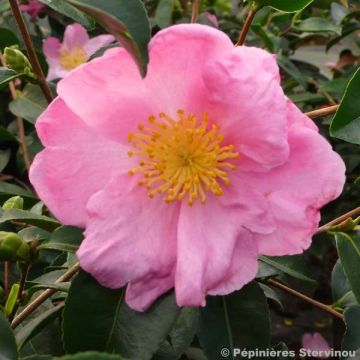 Camélia d'automne Plantation Pink - Camellia sasanqua