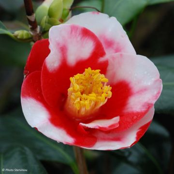 Camélia Robert Lasson - Camellia japonica