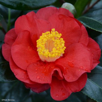 Camélia San dimas - Camellia japonica