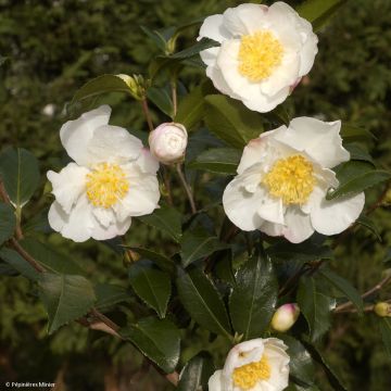 Camélia d'automne - Camellia sasanqua Hinode-Gumo