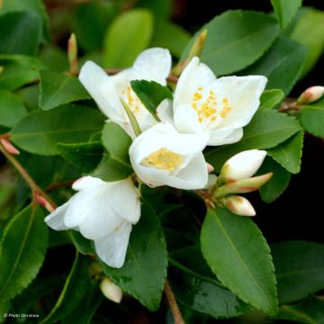 Camelia lutchuensis - Camellia botanique