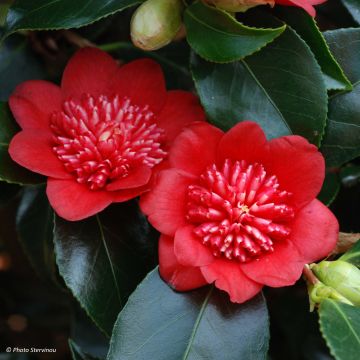 Camelia Bob's Tinsie - Camellia japonica