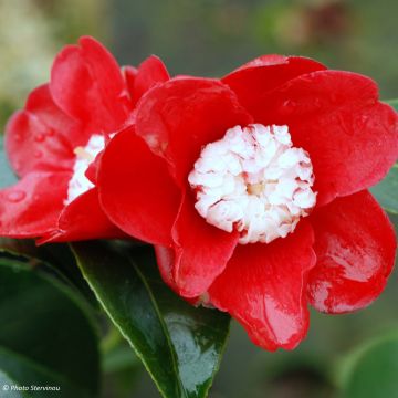 Camélia Bokuhan - Camellia japonica