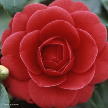 Camélia Coquetti - Camellia japonica