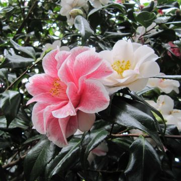 Camélia Lady Vansittart - Camellia japonica