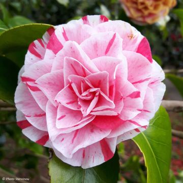 Camélia Lavinia Maggi - Camellia japonica