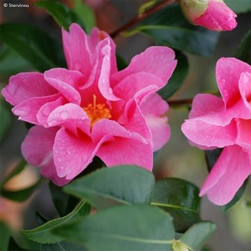 Camélia Lucky Star - Camellia (x) williamsii
