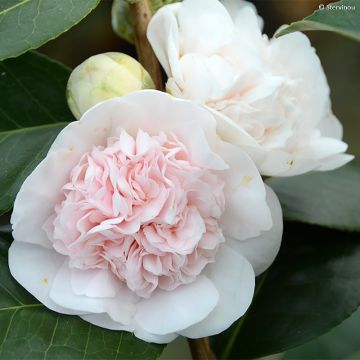Camélia Marie-Galante - Camellia japonica