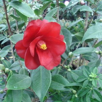 Camélia classique - Camellia Royal Velvet
