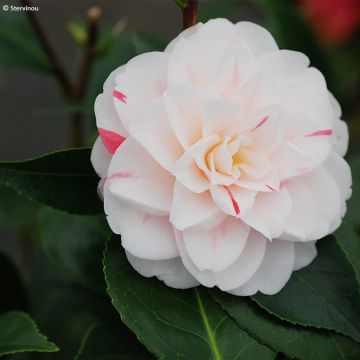 Camélia Stacy Susan - Camellia japonica