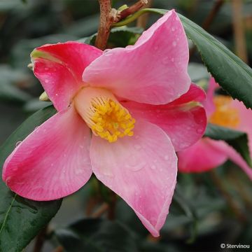 Camélia Tulip Time - Camellia (x) williamsii