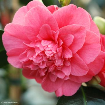 Camélia chandleri Elegans - Camellia japonica