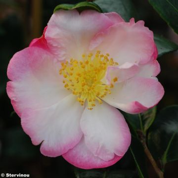 Camélia d'automne - Camellia Gay Border 