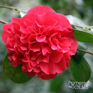 Camellia japonica Kramer's Supreme - Camélia du Japon