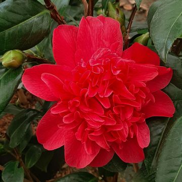 Camélia Bob Hope - Camellia japonica