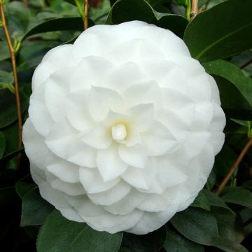 Camélia classique - Camellia Nuccio s Pearl