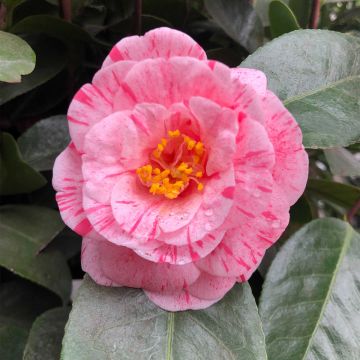 Camélia Traverso - Camellia japonica 