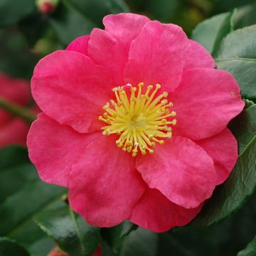 Camélia d'automne - Camellia sasanqua Sekiyo