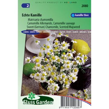 Camomille allemande - Matricaria recutita BIO