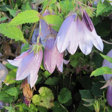 Campanula Iridescent Bells - Campanule hybride