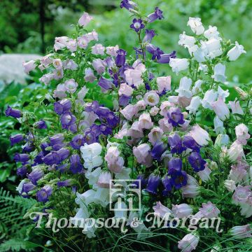 Graines de Campanule carillon en mélange - Campanula medium