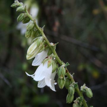 Campanule alliariifolia