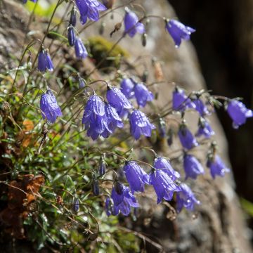 Campanula cochleariifolia - Campanule à feuilles de cochléaire