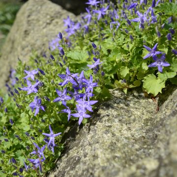 Campanula garganica - Campanule étoilée