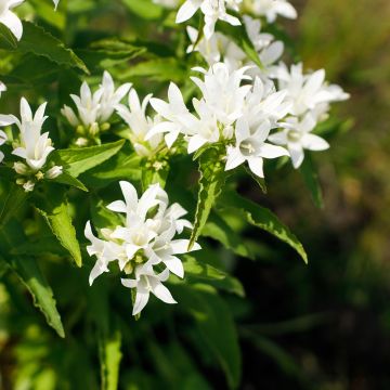 Campanule glomerata Alba