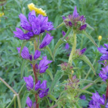 Campanule à bouquets - Campanula glomerata Superba