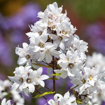 Campanula lactiflora White Pouffe - Campanule laiteuse