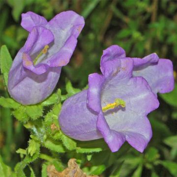Campanula medium bleue - Campanule carillon