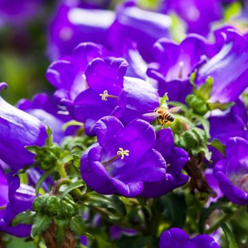 Campanula medium - Campanule des jardins - Carillon