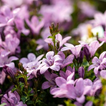 Campanula portenschlagiana Resholt Variety - Campanule des Murets 