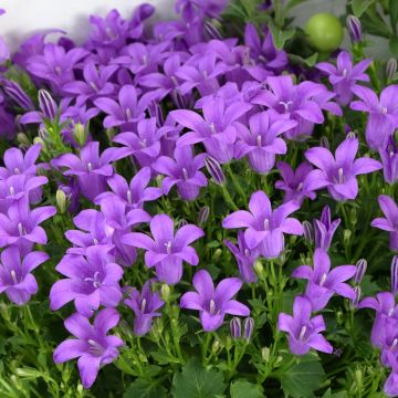 Campanula portenschlagiana Resholt Variety - Campanule des Murets 