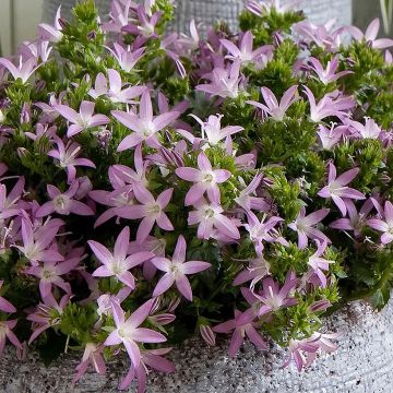 Campanula poscharskyana Adansa Pink - Campanule des Murets