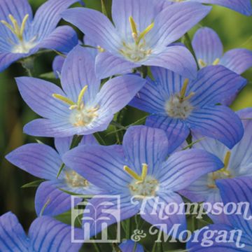 Graines de Campanule rameuse Meteora - Campanula ramosissima Meteora