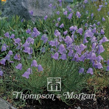 Oillet commun à fleurs doubles en mélange - Dianthus caryophyllus Stripes &  Picotees - Oeillet des fleuristes - Un mélange de fleurs striées et  mouchetées de tons pastels