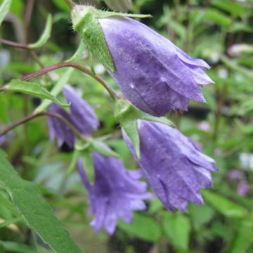 Campanula trachelium Bernice - Campanule gantelée