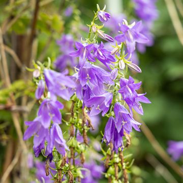 Campanula trachelium - Campanule gantelée