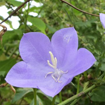 Campanule Norman Grove