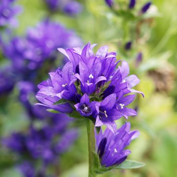 Campanula glomerata Superba - Campanule à bouquets