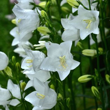 Campanule à feuilles de pêcher - Campanula persicifolia Alba