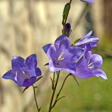 Campanule à feuilles de pêcher - Campanula persicifolia