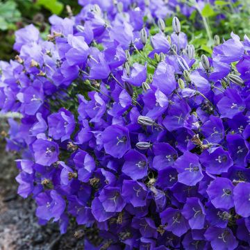 Campanula carpatica bleue - Campanule des Carpathes à fleurs bleues.