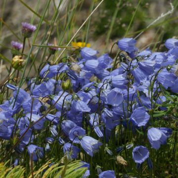 Campanule cochleariifolia Bavaria Blue