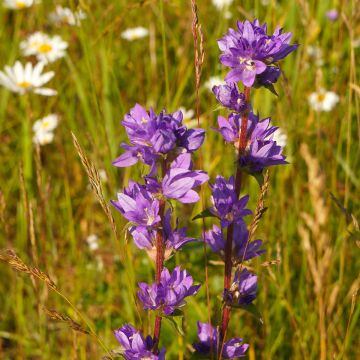 Campanula glomerata Acaulis - Campanule à bouquets